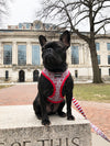 NCAA OHIO STATE | OSU Scarlet & Gray Reversible Pet Harness