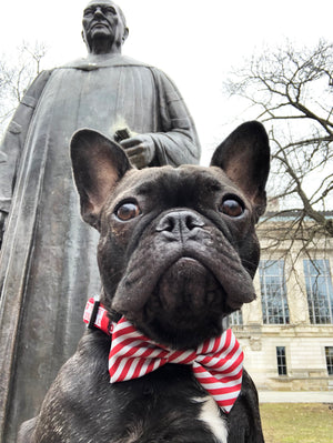 NCAA OHIO STATE | OSU Scarlet & Gray Pet Collar with Removable Bow