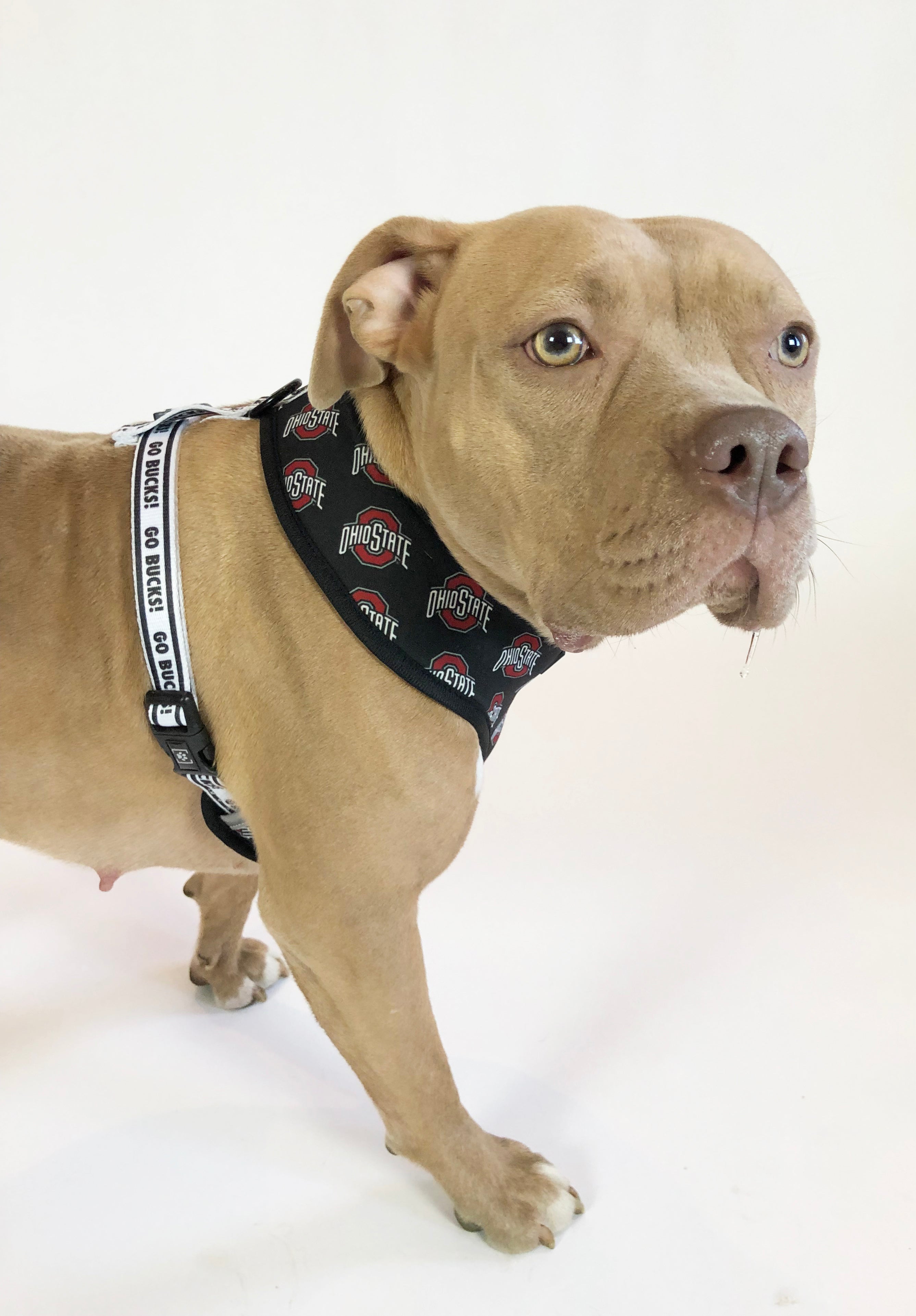 Ohio state 2024 dog harness