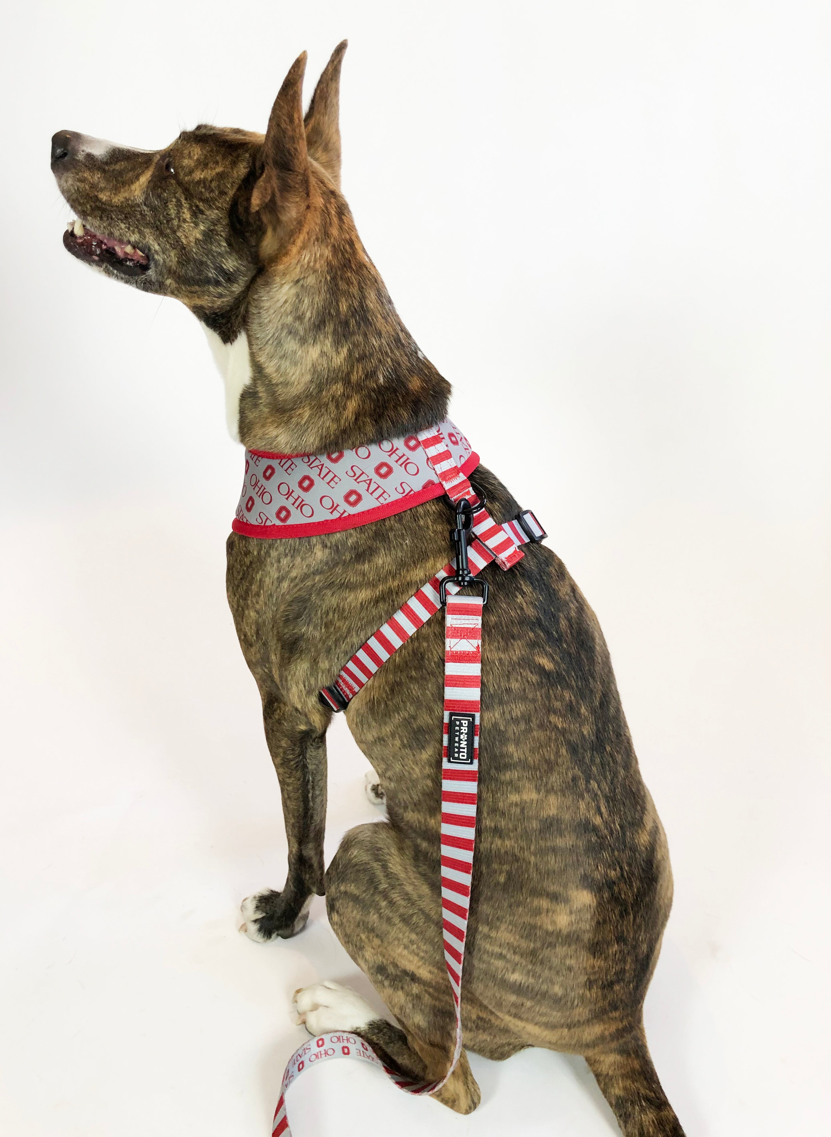 Ohio state sale dog harness